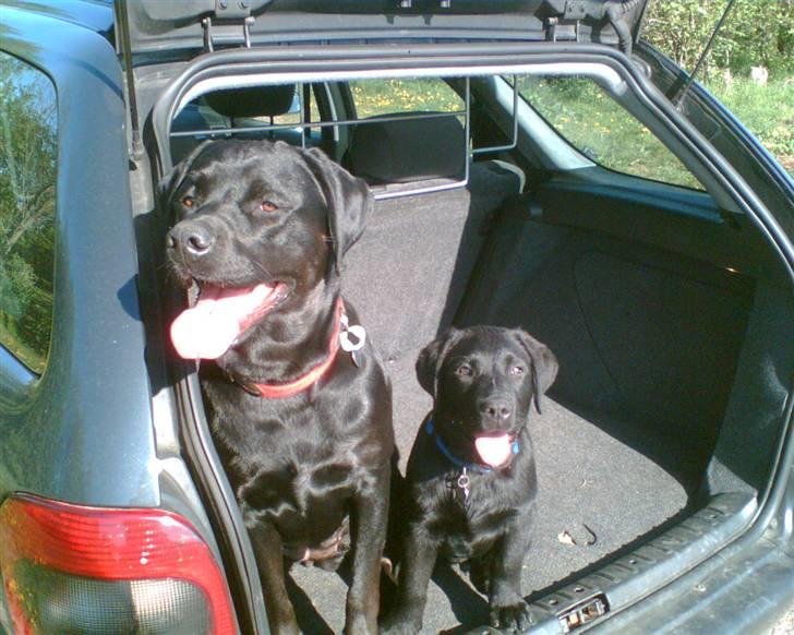 Labrador retriever Freja - Frejaaaaaaaa og simba.. billede 3