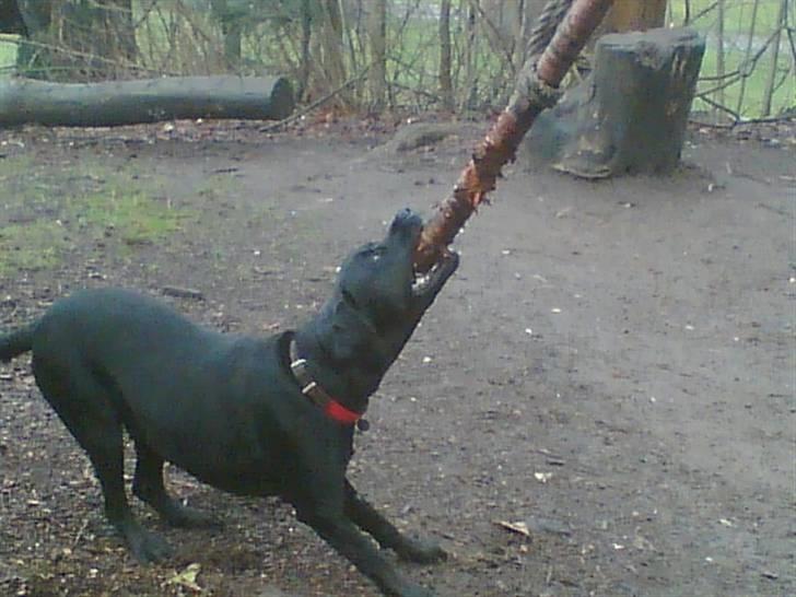 Labrador retriever Freja billede 4