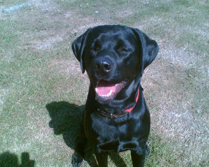 Labrador retriever Freja billede 5