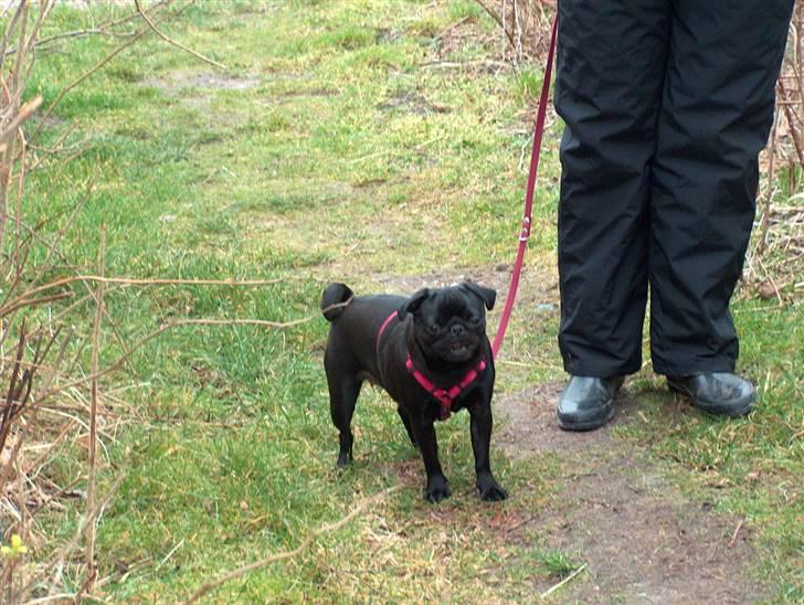 Mops Carla og nu også Manse - gå tur - med mor billede 7
