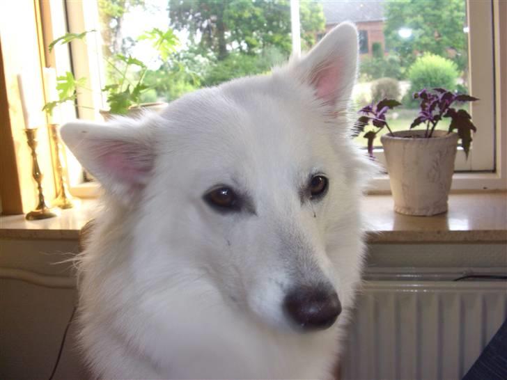 Dansk Spids Diezel - en guf mere tak billede 5