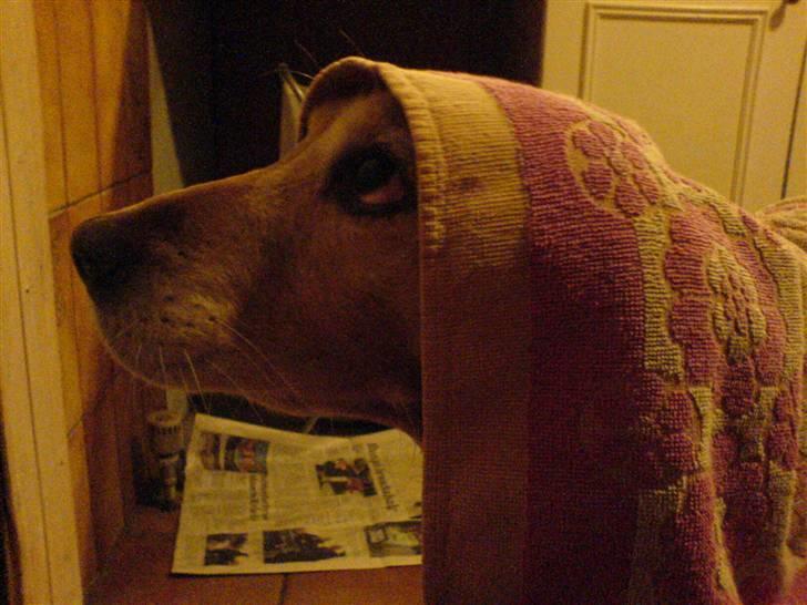 Blanding af racer Lady - Håndklædet faldte ned på hende xD billede 10