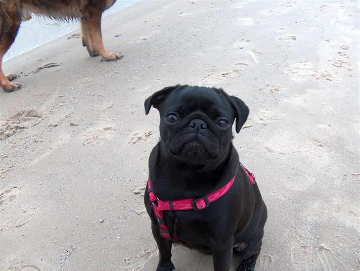 Mops Carla og nu også Manse - Dejlig tur til Skagen i vinterferien - uh det var godt nok koldt billede 8