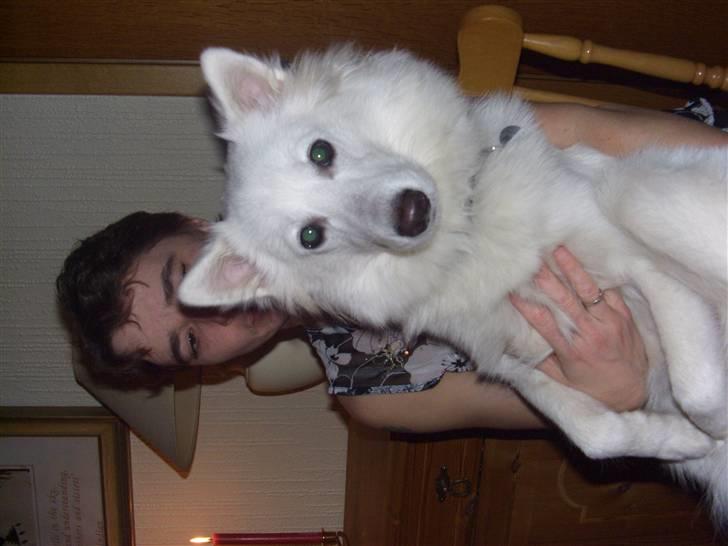 Dansk Spids Diezel - se hvor stor jeg er blevet! billede 6