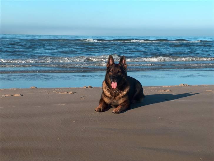 Mops Carla og nu også Manse - Min storebror zeus var også med - her ligger han og soler sig :D billede 9