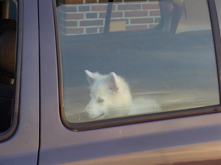 Dansk Spids Diezel - lille Diezel er med på tur billede 7