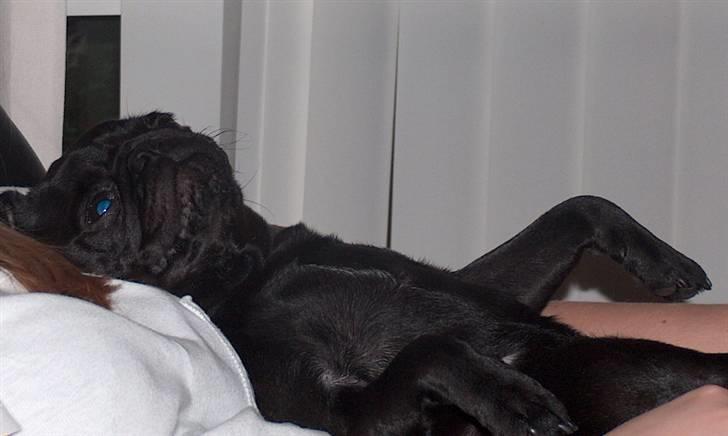 Mops Carla og nu også Manse - Men så var jeg også træt <3 billede 10