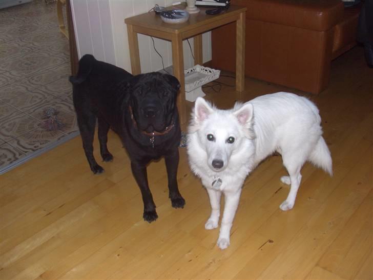 Dansk Spids Diezel - diezel og hans bedste ven Basse billede 8