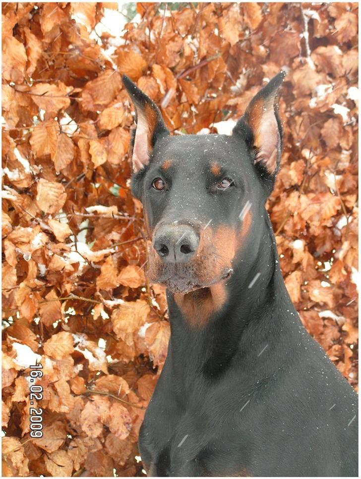 Dobermann iza billede 1