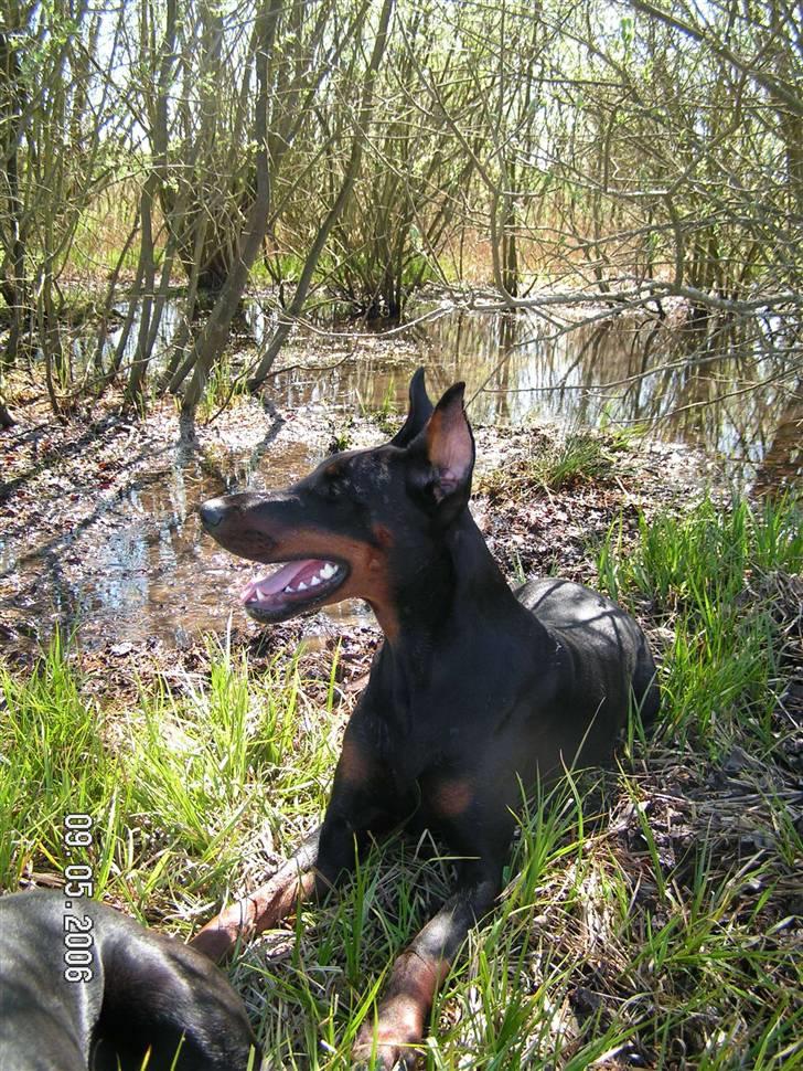 Dobermann iza billede 2