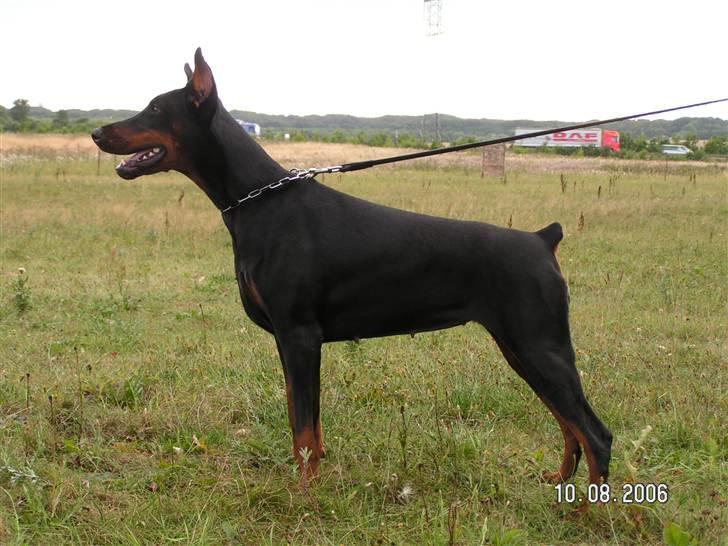Dobermann iza billede 3