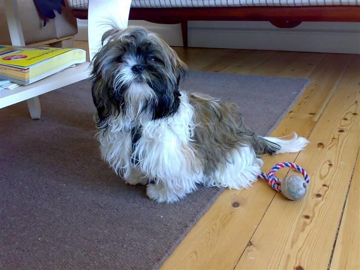 Shih tzu Nala - R.I.P. billede 1