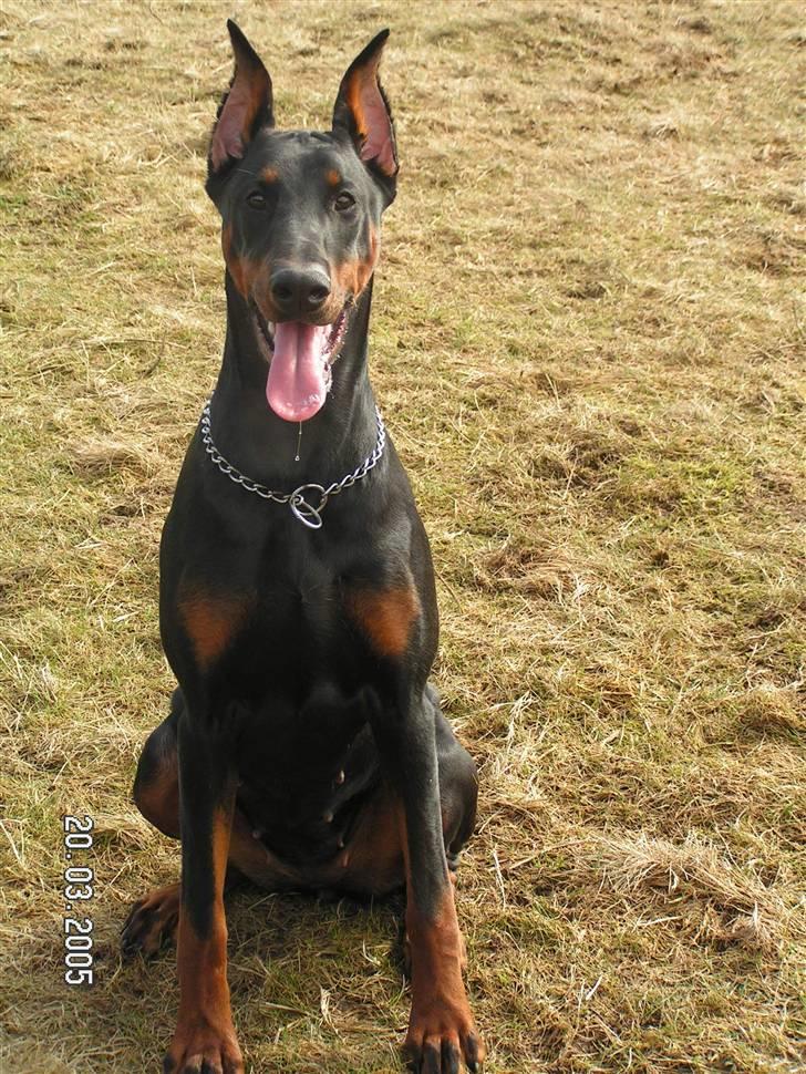 Dobermann iza billede 4