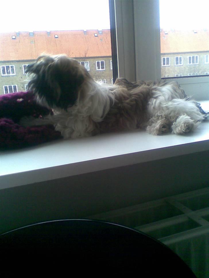 Shih tzu Nala - R.I.P. - Nala ligger i vindueskarmen billede 2