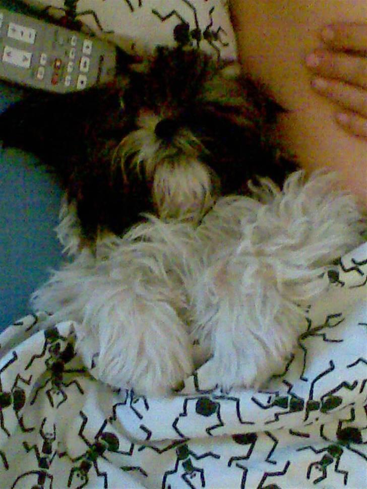 Shih tzu Nala - R.I.P. - Nala sover med dyne på billede 3