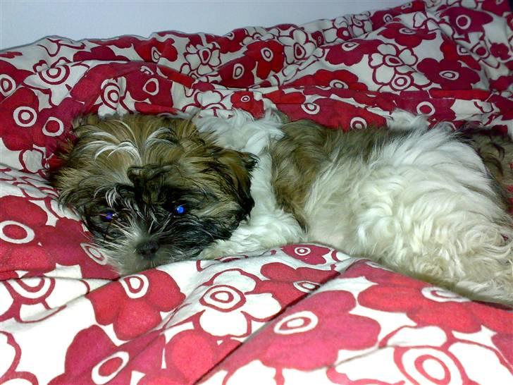 Shih tzu Nala - R.I.P. - Nala ligger og lurer billede 4