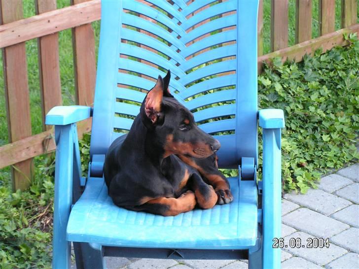 Dobermann iza billede 5