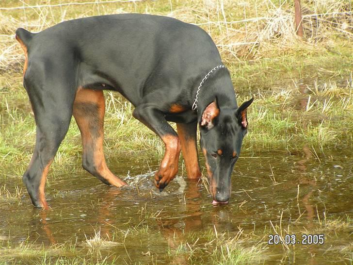 Dobermann iza billede 6