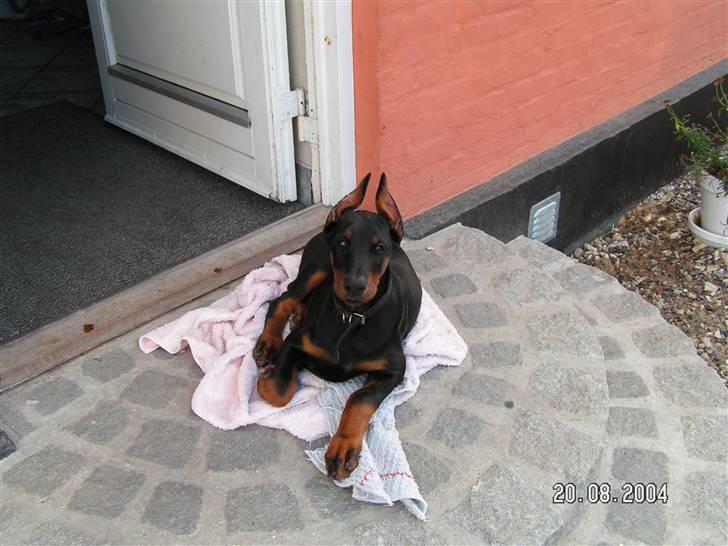Dobermann iza billede 7