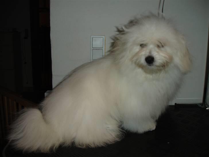 Coton de tulear Freja - EFTERLYSNING HUND EFTERLYSES, RANDERS og omegn DUSØR GIVES billede 1