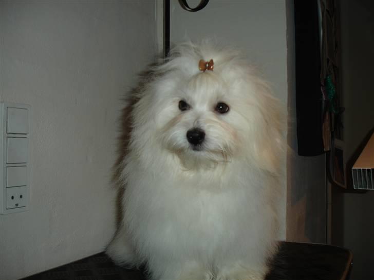 Coton de tulear Freja - EFTERLYSNING HUND EFTERLYSES, RANDERS og omegn DUSØR GIVES billede 2