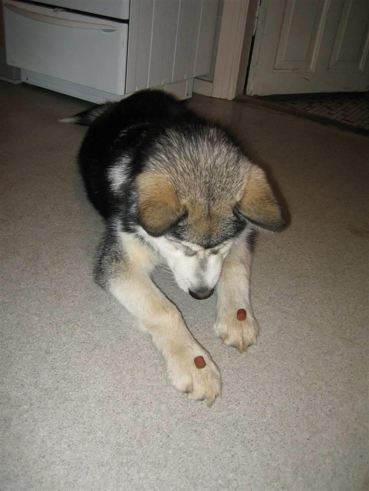 Alaskan malamute Bowie - Se hvor dygtig jeg er - hele to godbiddere på poterne! Nu mangler de bare at sige Værsgo! billede 10