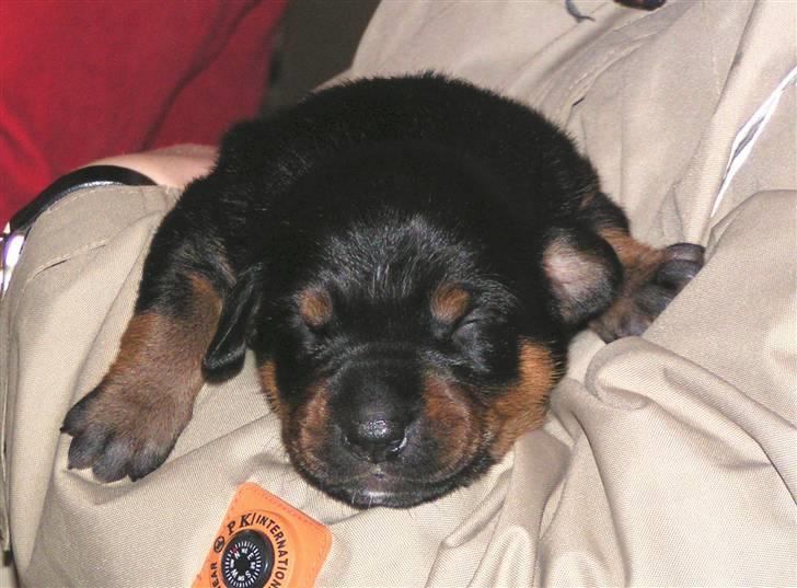 Blanding af racer Toffi - Toffi da hun var et par dage gammel billede 10