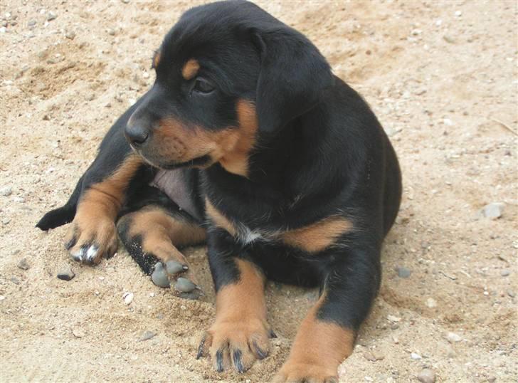 Blanding af racer Toffi - Toffi nogle uger gammel billede 11