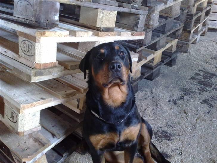 Rottweiler DINA billede 1