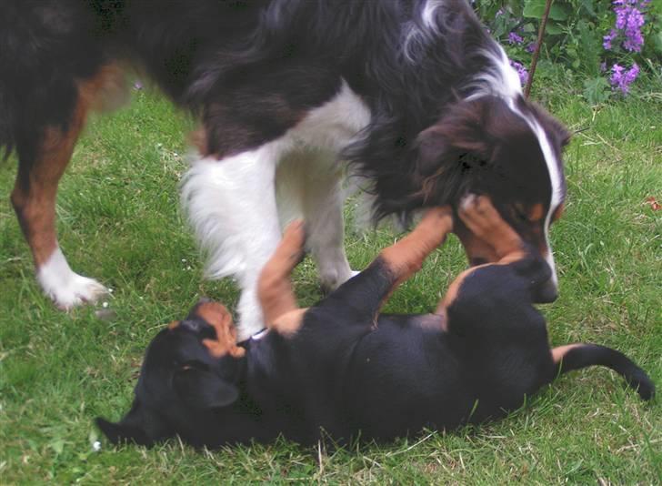 Blanding af racer Toffi - Toffi og hendes far leger sammen billede 12