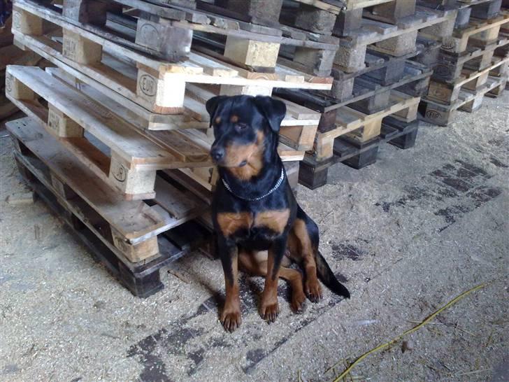 Rottweiler DINA billede 2