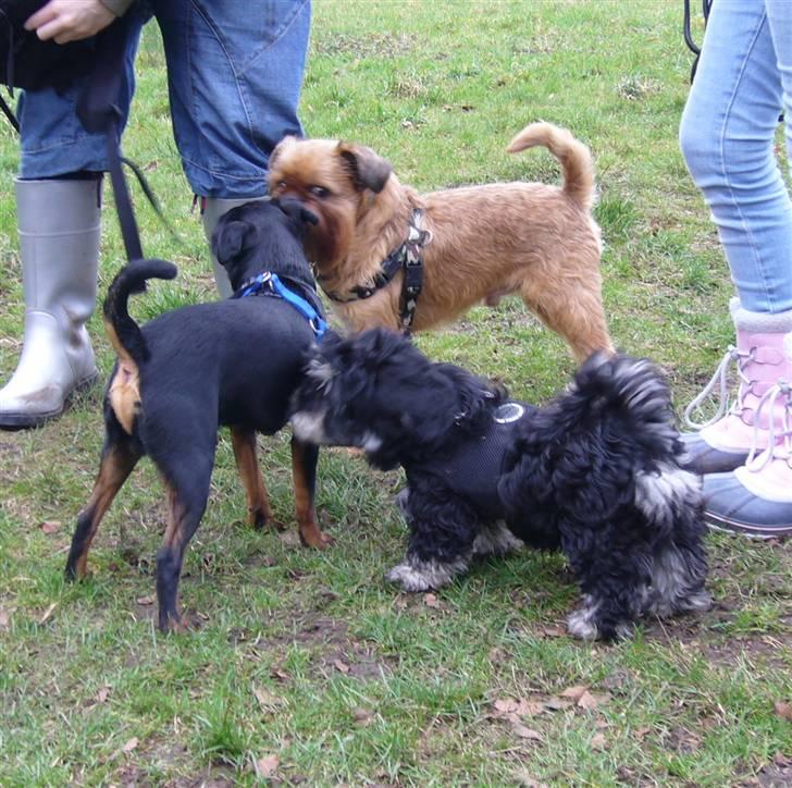 Bichon havanais Kennel Honiahaka's Chogan - Bernstoffsparken 24/2 Chogan og hans to Familiefættere Mingus og Stuart billede 18