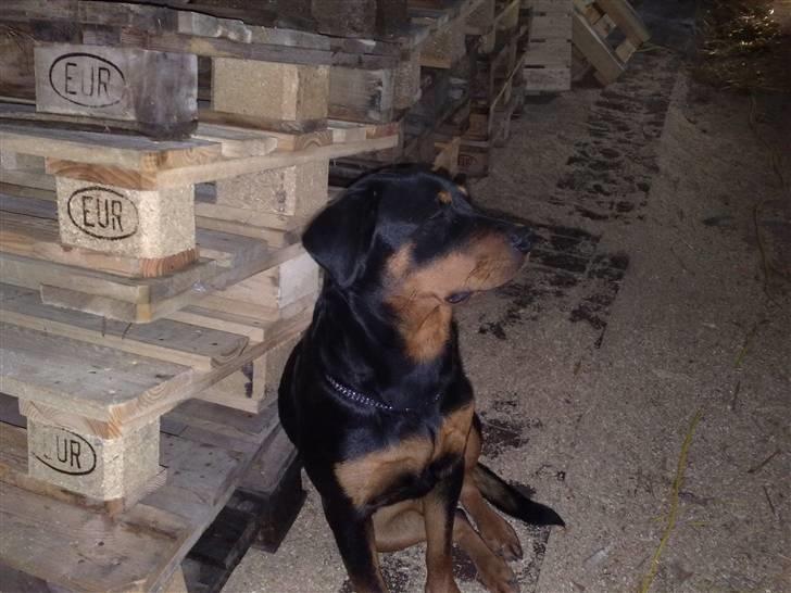 Rottweiler DINA billede 3