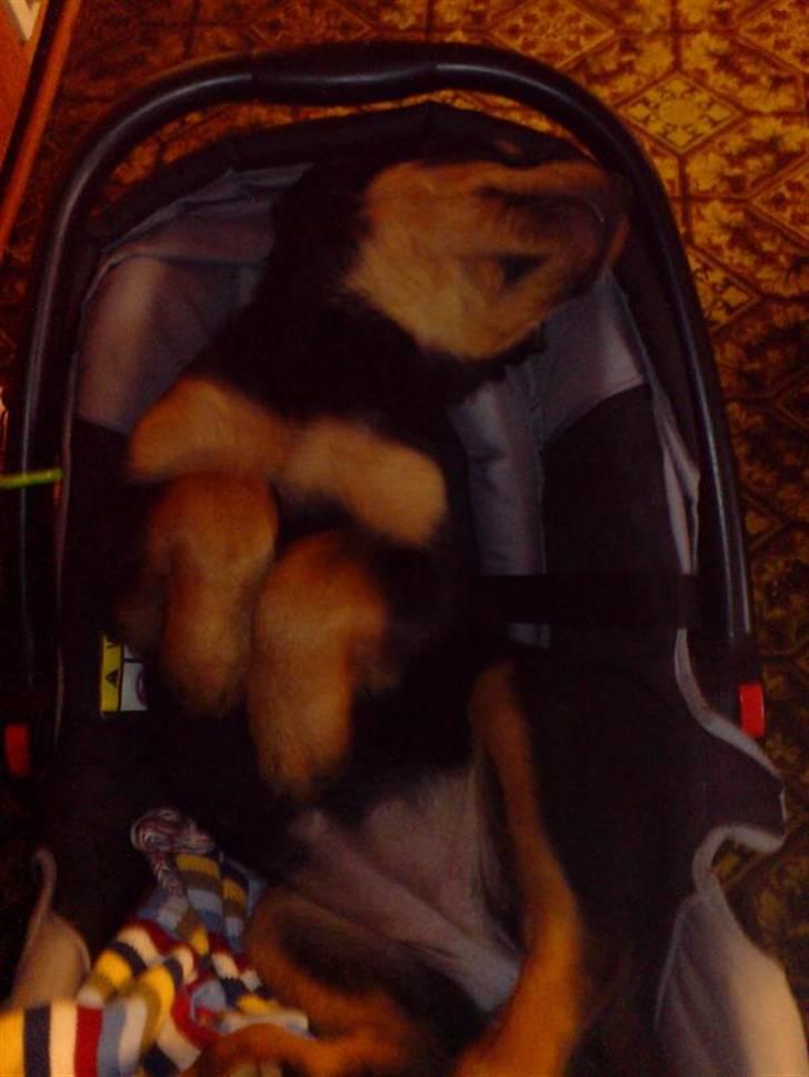 Rottweiler DINA - Sover ??? billede 4