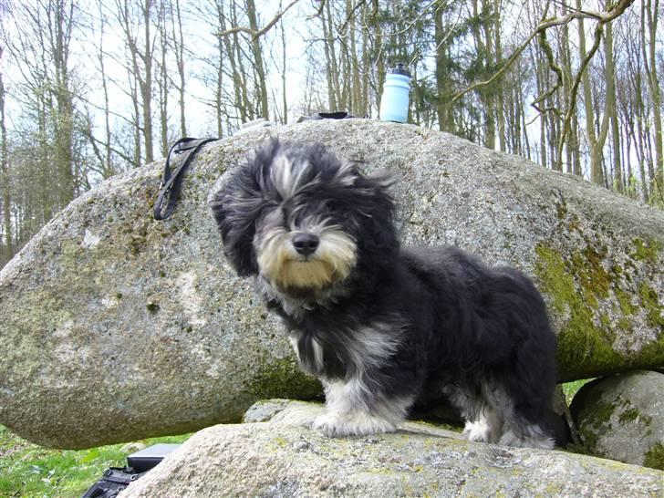 Bichon havanais Kennel Honiahaka's Chogan - April 2008 billede 20