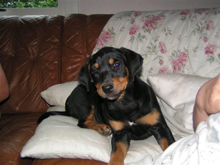 Blanding af racer Toffi - Toffi blev avlet hos noget familie, og da hun blev i familien lod de hende være i stuen og sofaen :-) billede 13