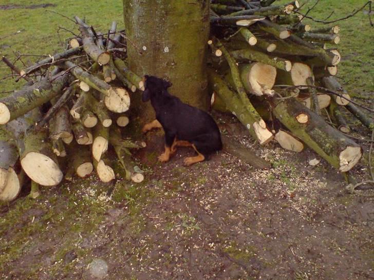 Rottweiler DINA - Måske en stor mundfuld billede 5