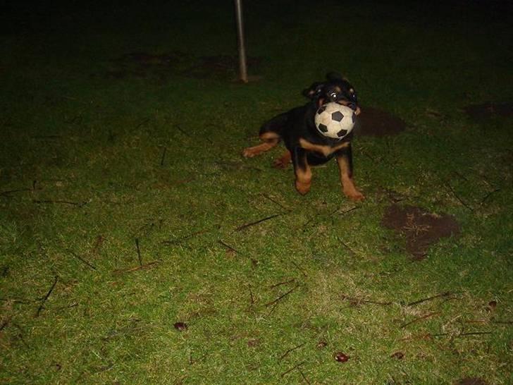 Rottweiler DINA - Så er der sidevind i stor stil billede 6