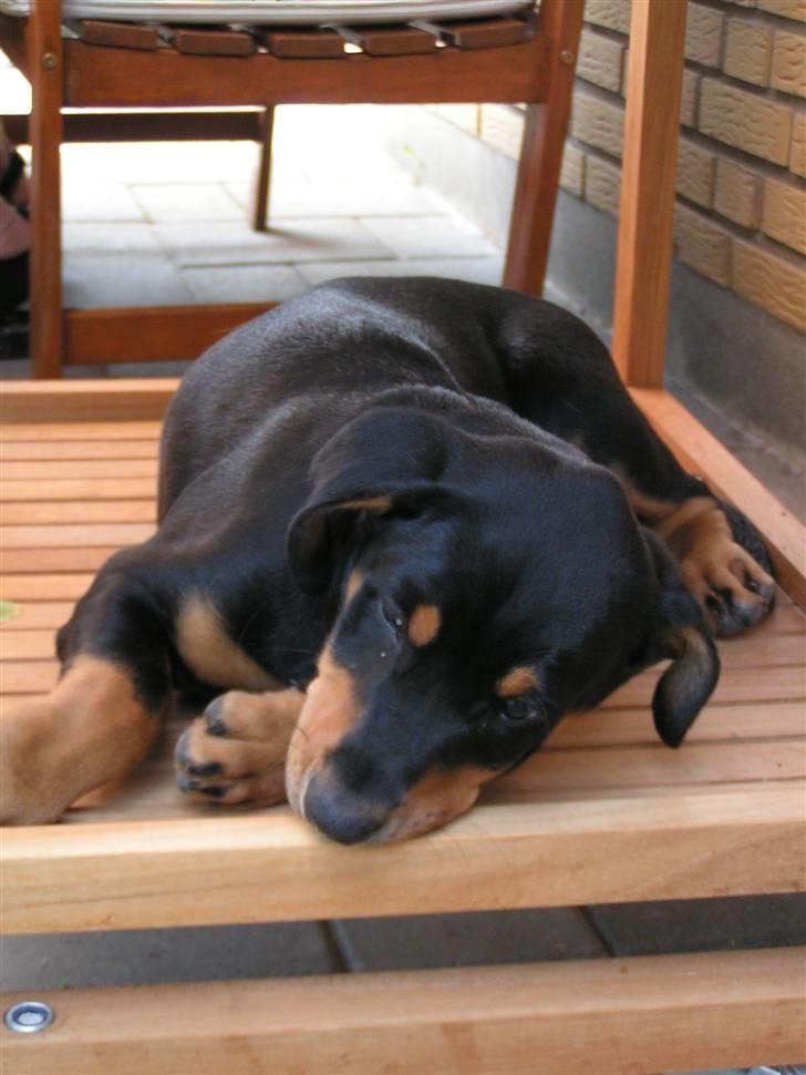 Blanding af racer Toffi - Toffi var som lille meget glad for grillvognen billede 14