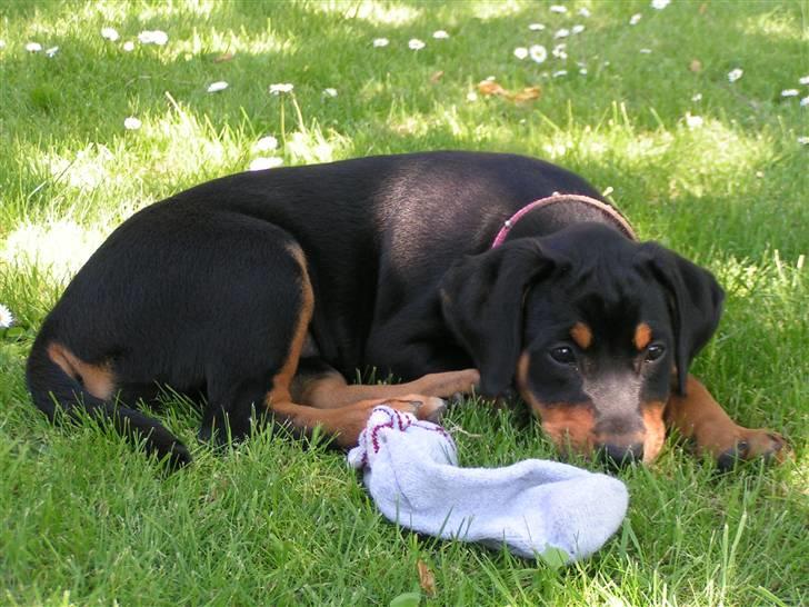Blanding af racer Toffi - Toffi i haven nogle uger efter vi fik hende hjem billede 15