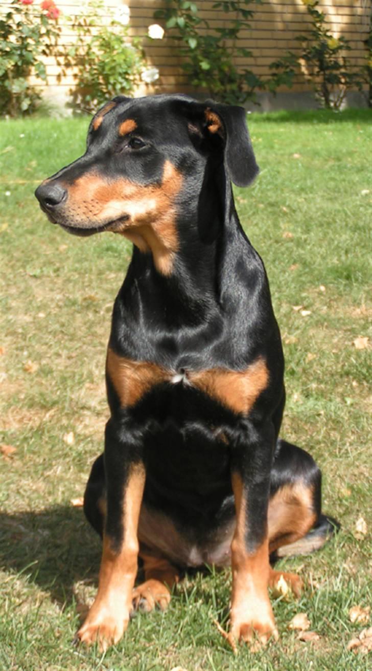 Blanding af racer Toffi - Toffi ca. 1 år gammel. Rigtig flot og med skinnende pels :-) billede 16