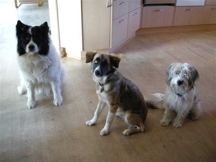 Blanding af racer Mulle - Så er jeg blevet større end min mor, men ikke så stor som Silver, men jeg arbejder på det. billede 17
