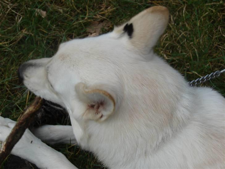Hvid schæfer Walledyret 6 Marts 2006- 20 Dec. 2015 - Hendes sorte plet på det ene øre. billede 49