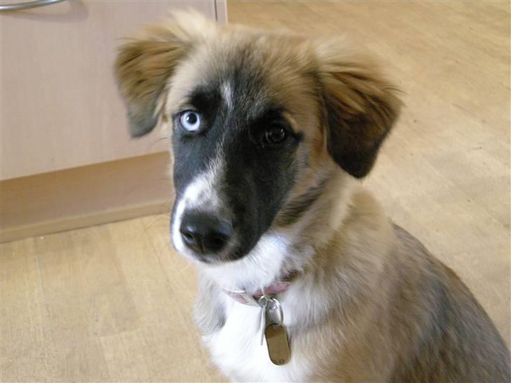 Blanding af racer Mulle - jeg prøver på at se kær ud. billede 18