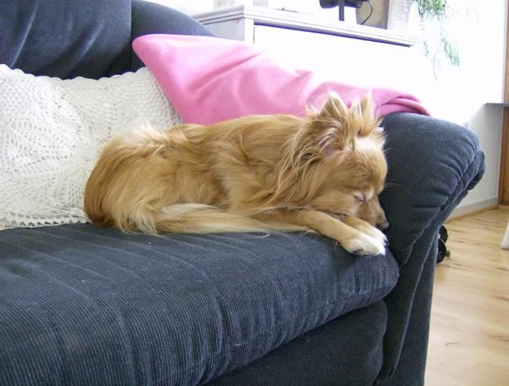 Blanding af racer Bella billede 17