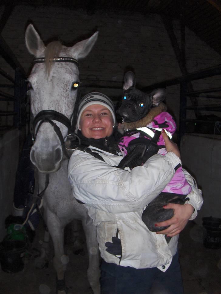 Fransk bulldog Molly - Ude ved hesten.. Hun elsker det billede 16