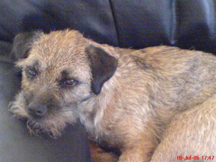 Border terrier Petit fleur (lykke) billede 11