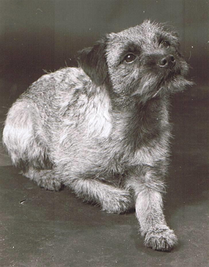 Border terrier Petit fleur (lykke) billede 12