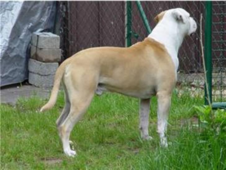 Amerikansk bulldog Bono R.I.P 2007- 2010 - her ser i Bono´s far som hedder Yukon. billede 14