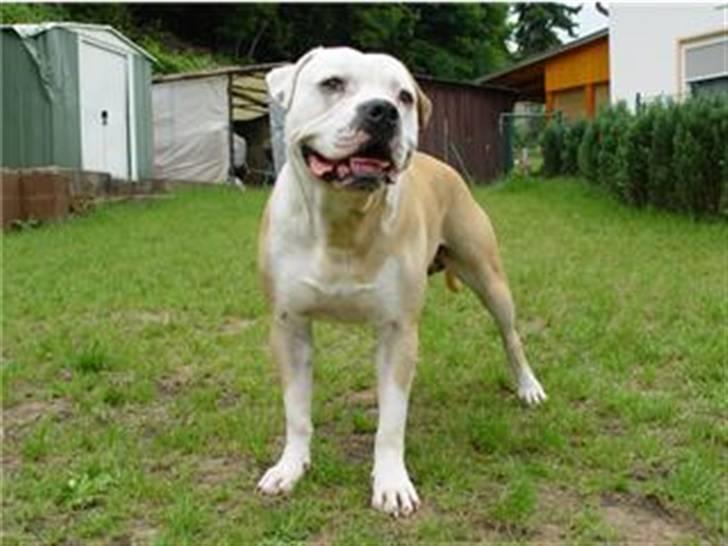 Amerikansk bulldog Bono R.I.P 2007- 2010 - Faren Yukon. billede 15